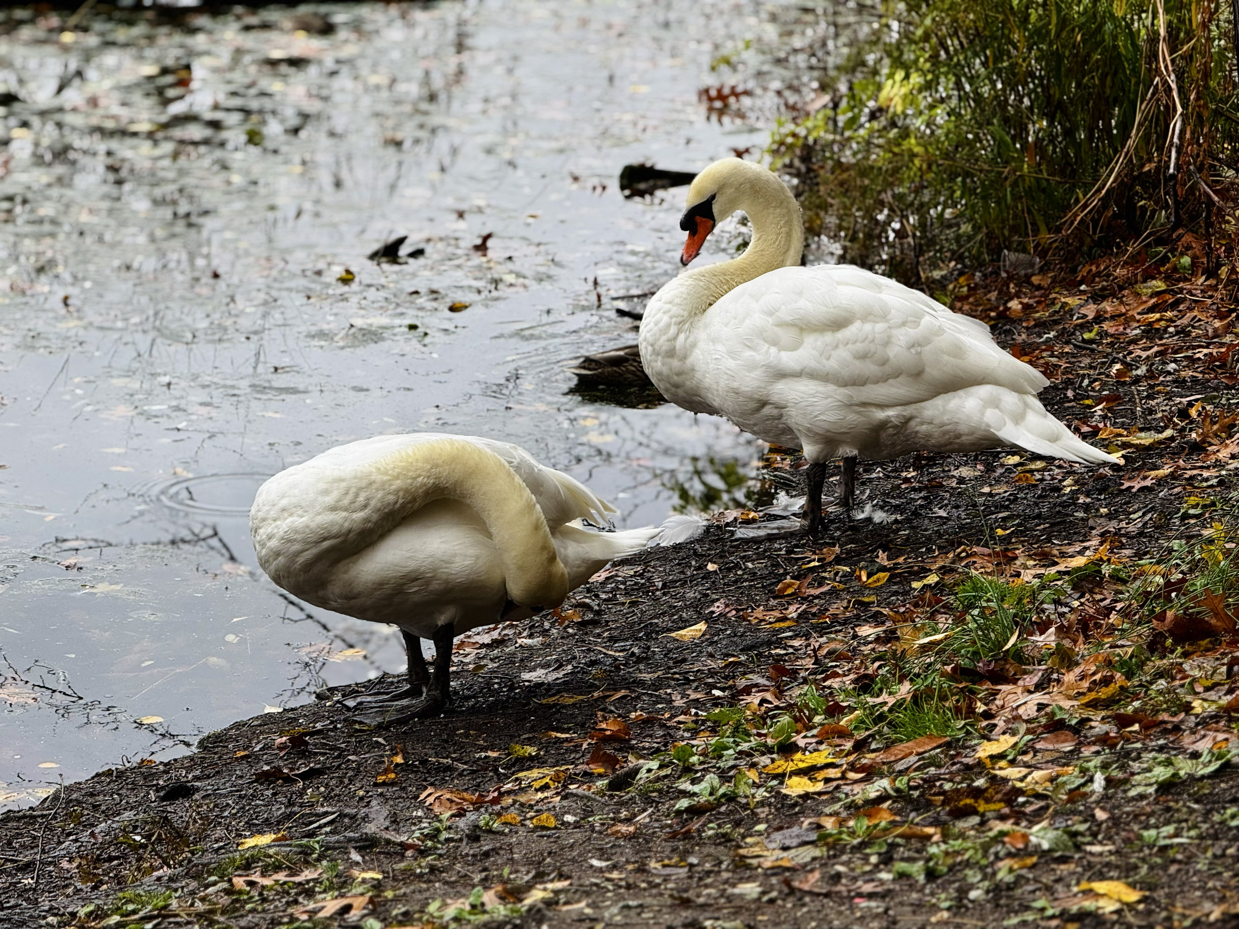 Beautiful Swan(s), 2025